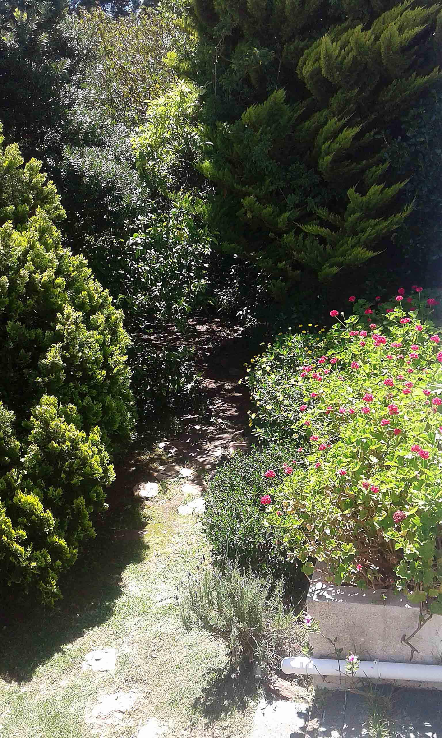 My Garden.