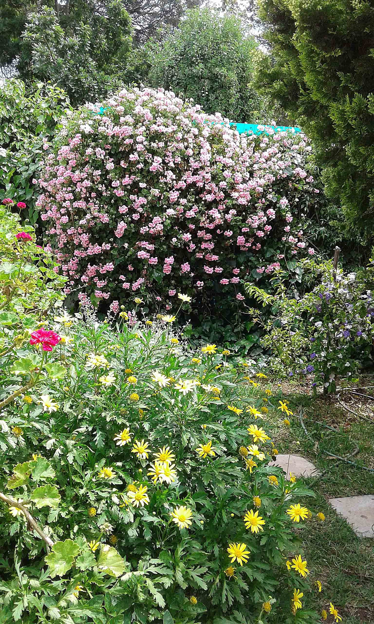 My Garden.