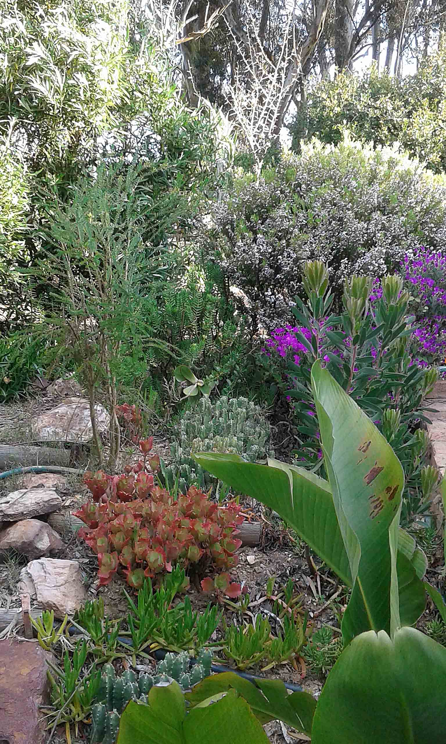 My Garden.