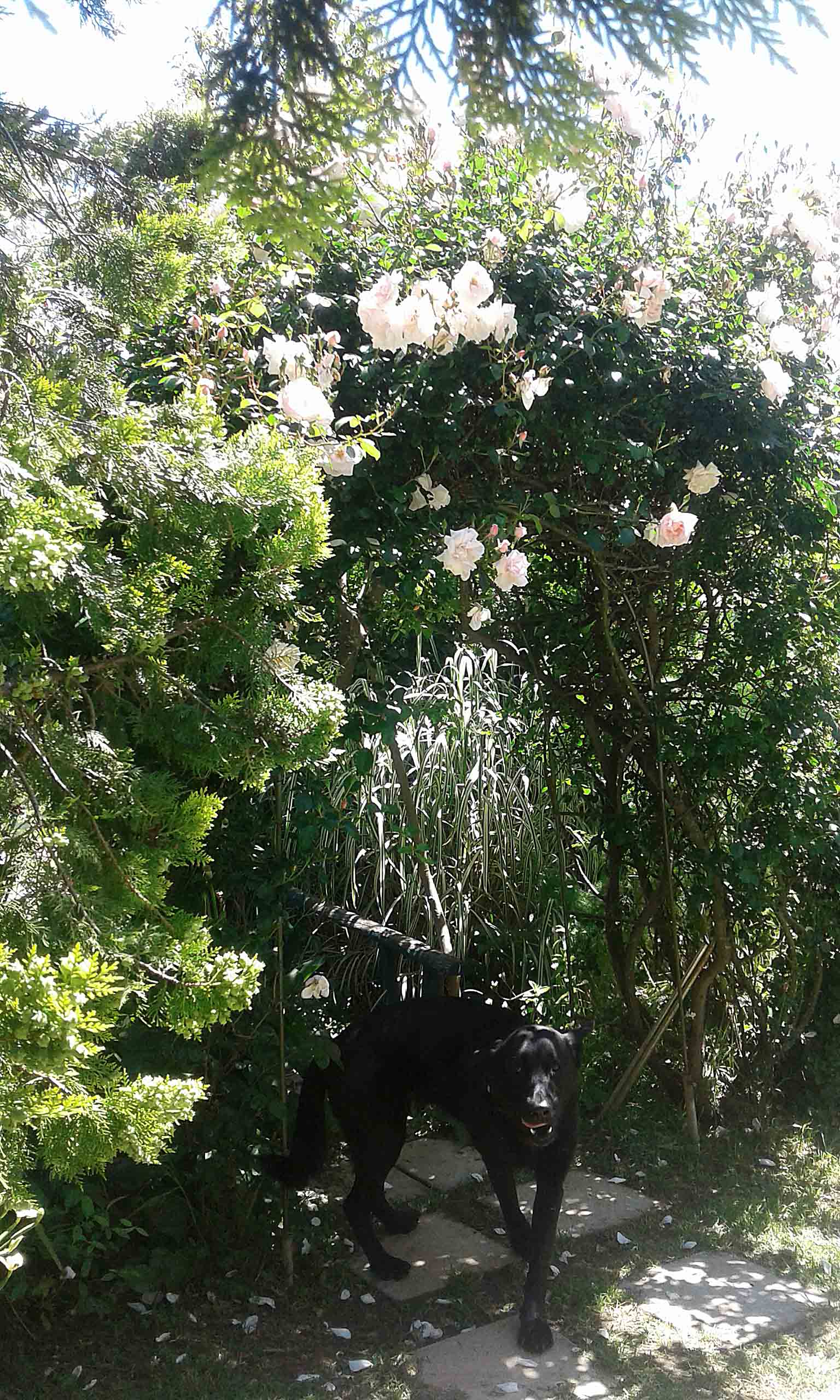 My Garden.