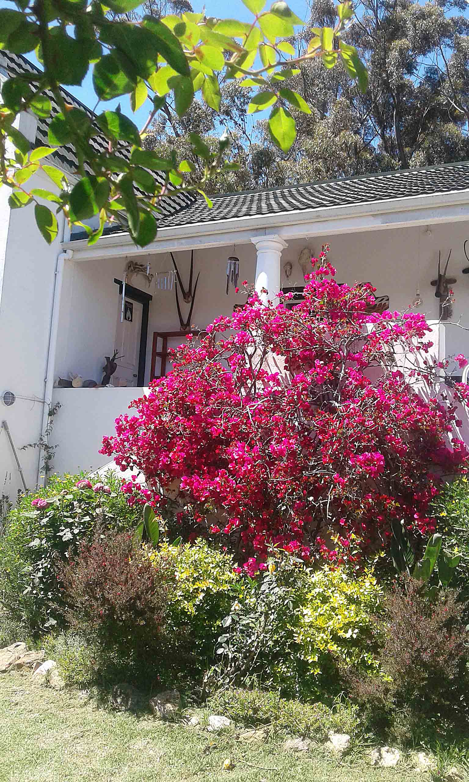 My Garden