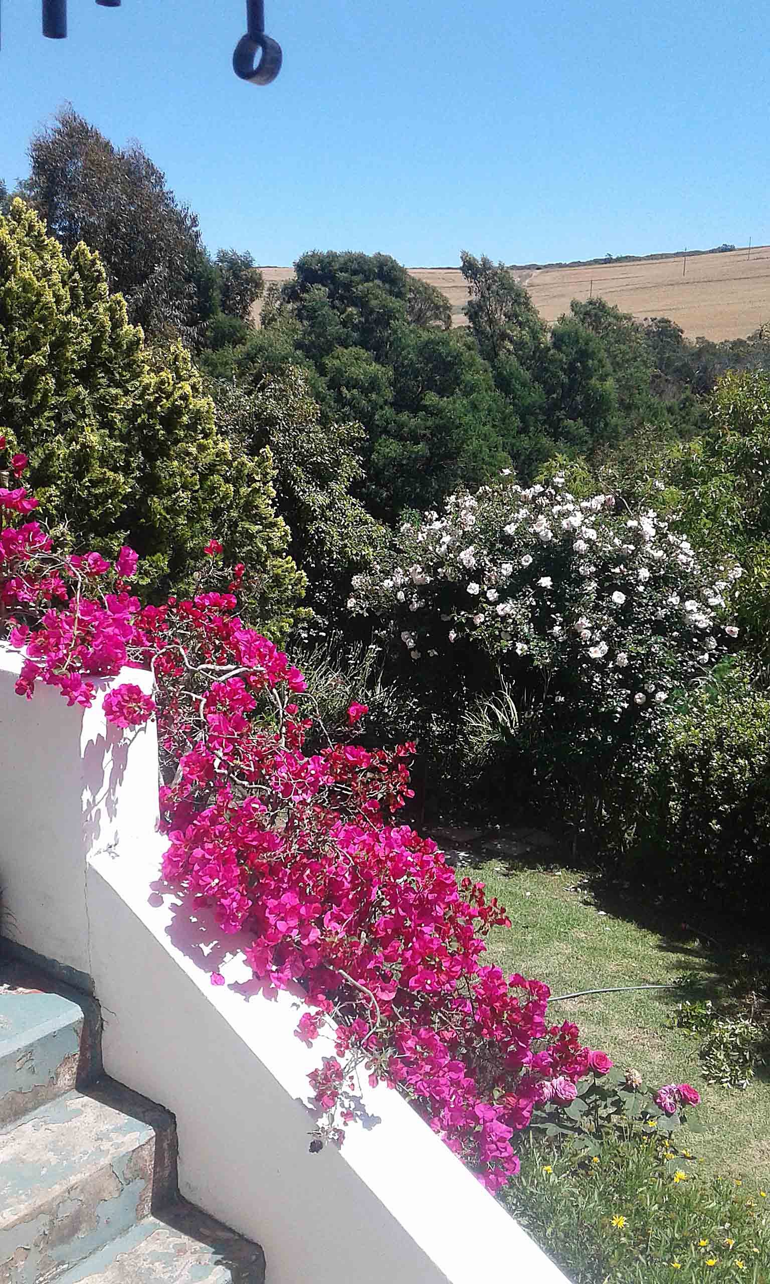 My Garden.