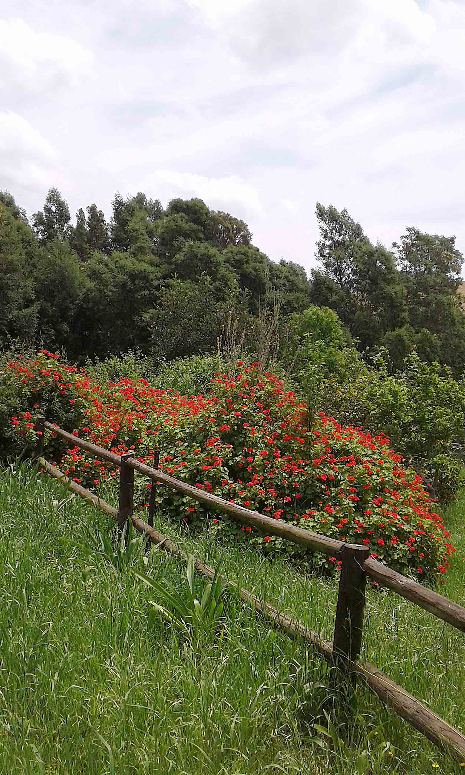 My Garden.