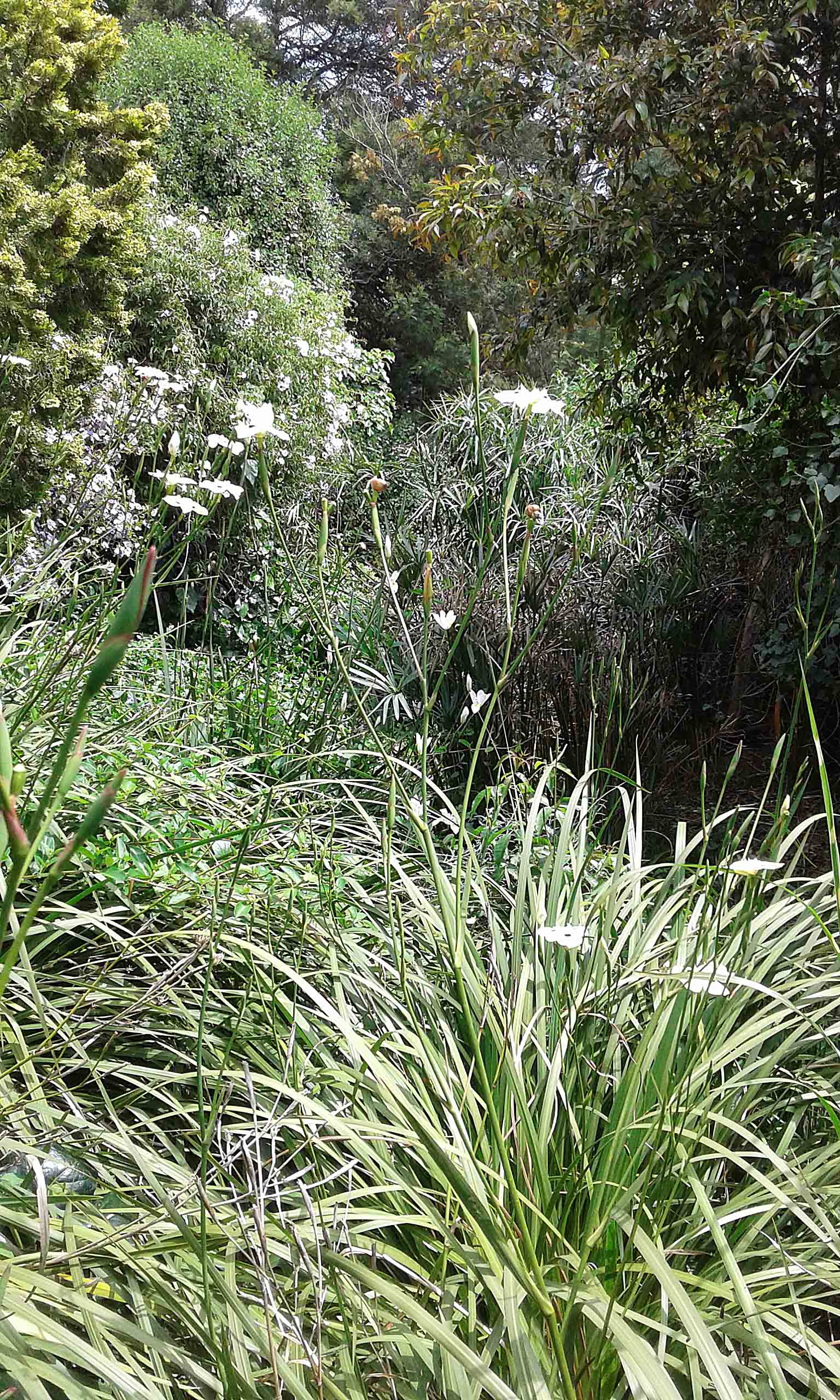My Garden.