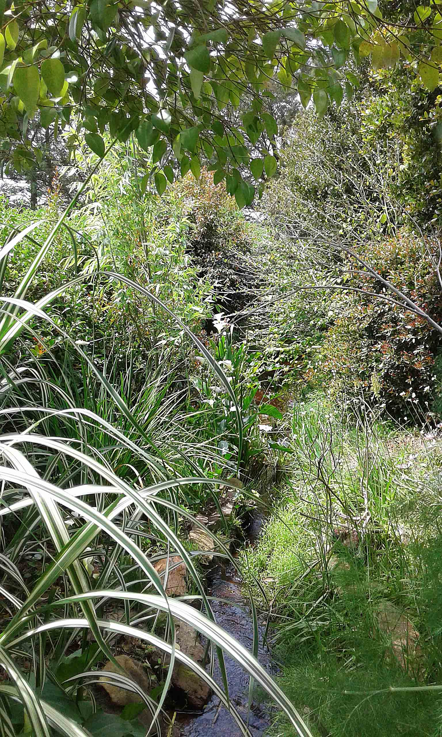 My Garden.