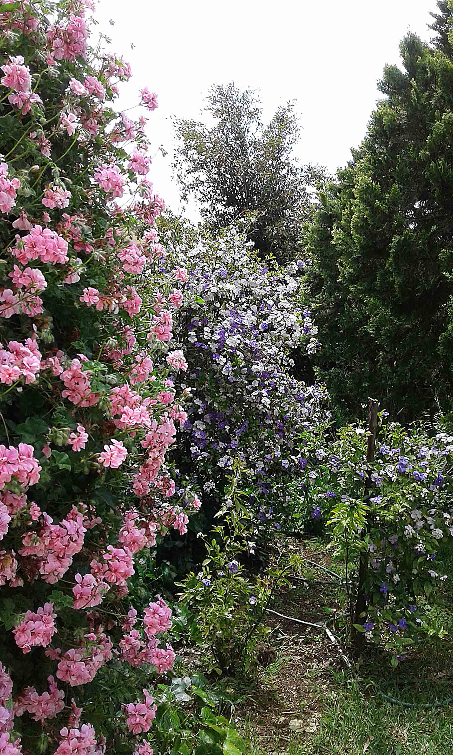 My Garden.