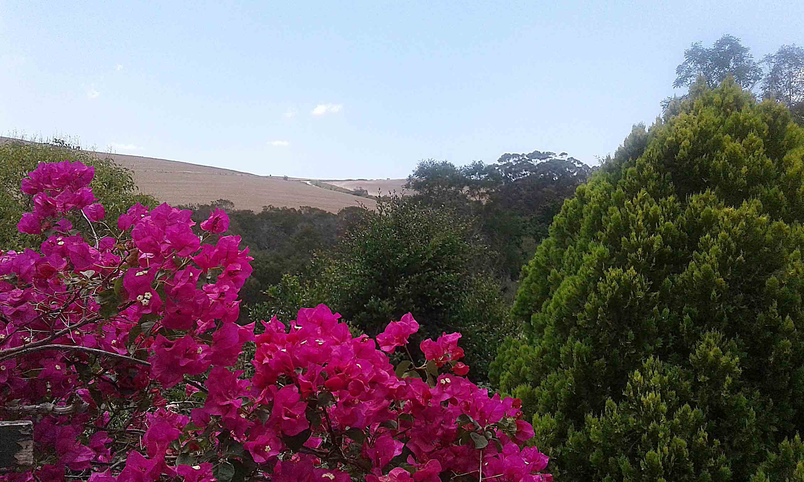 My Garden.
