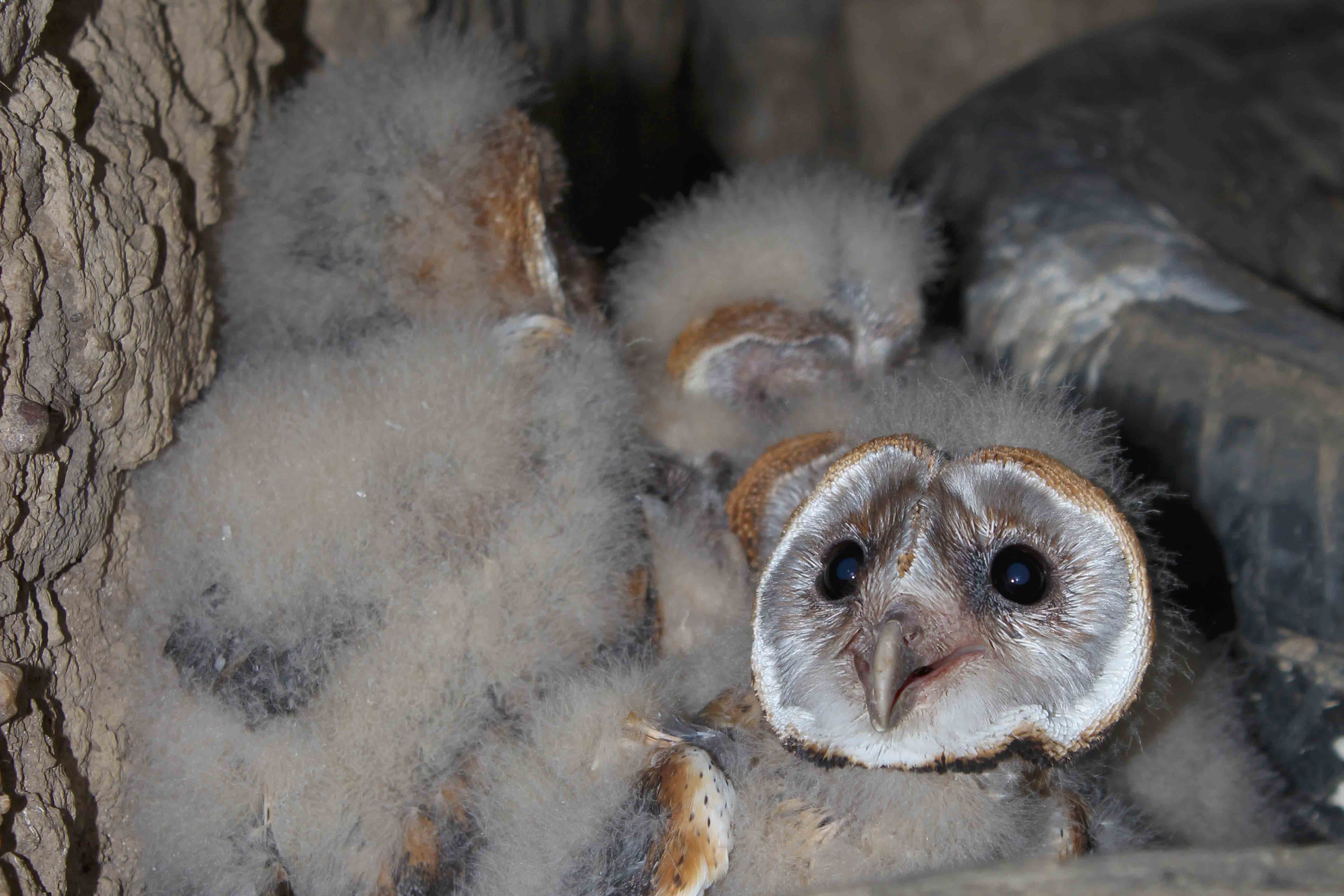 A barn owl chick looking at a person out of frame.