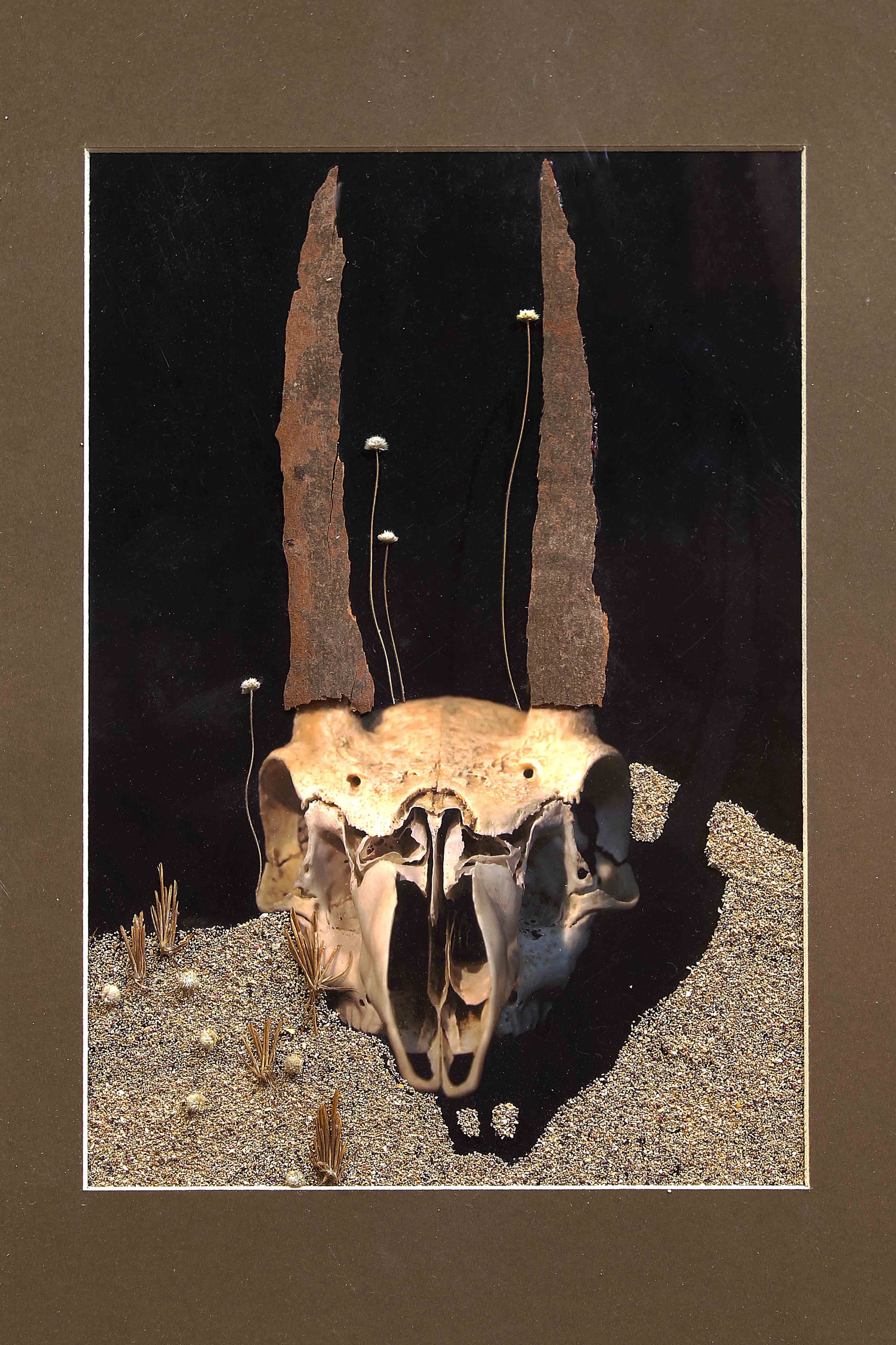Blue Gum Buck.